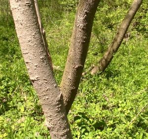 미시간주의 야생 뽀뽀나무 덤불 줄기 (초봄)