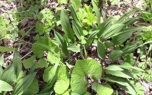 뽀뽀나무 잎이 늦게 돋아나기 때문에 야생 뽀뽀나무 덤불 아래에는 봄철 풀들이 무성하게 자란다.