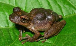 알을 등에 지고 있는 암컷 Flectonotus pygmaeus