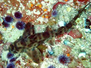 성게는 뿔괭이상어가 좋아하는 먹이 중 하나이다.