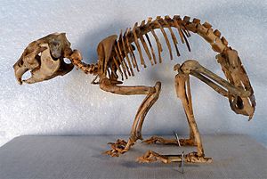 사르데냐우는토끼의 골격