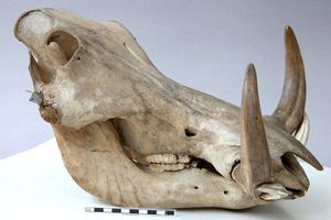 사막혹멧돼지 두개골