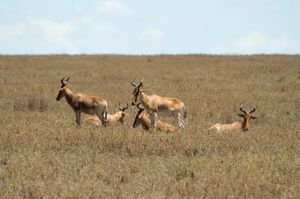 탄자니아 세렝게티 국립공원의 코크영양