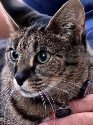 12세 F1 사바나 고양이. 서벌 코처럼 코 앞부분에서 위쪽으로 덮인 코 가죽에 주목하십시오.