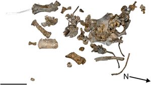 발견된 홀로타입 표본의 방향