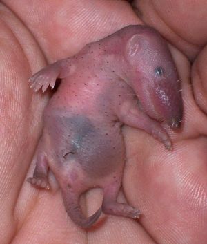 아시아집쥐(사향땃쥐)