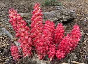 도너 호수 근처의 사코데스 군락