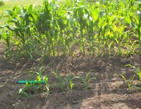 어린 사탕옥수수