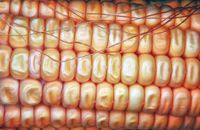 너무 익은 사탕옥수수