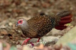 암컷 스윈호자고새