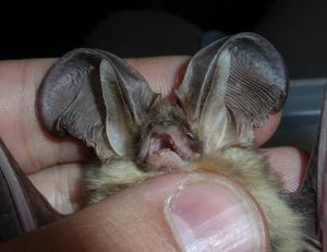 산악긴귀박쥐 Plecotus macrobullaris의 입술 패드 확대 사진