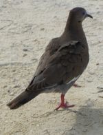 흰날개비둘기 (Zenaida asiatica) 산 안드레스에서.