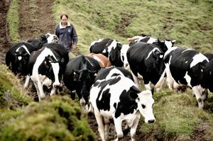 아조레스 제도에서 우유 생산에 일반적으로 사용되는 홀스타인-프리제 소