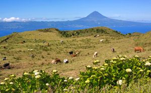 우유 생산에 사용되는 상조르즈의 고산 지대 중앙 고원에 있는 젖소