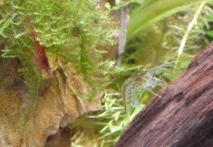 줄새우 (오른쪽)와 체리새우 (왼쪽)