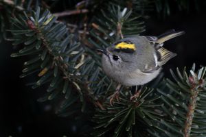 인도 시킴의 팡골라카 야생동물 보호구역에 서식하는 R. r. sikkimensis
