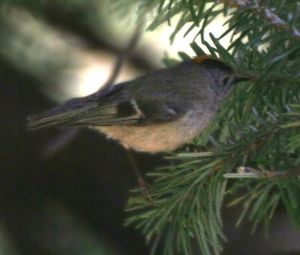 수컷으로 추정되는 R. r. himalayensis는 유럽 아종보다 아랫부분이 더 옅다.