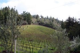 샌타크루즈 산맥의 포도원