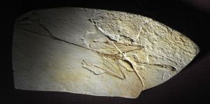 모식 표본의 주형