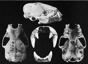 서부노랑박쥐의 두개골 해부학