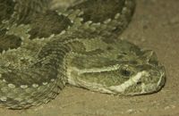 Crotalus viridis, 머리 근접 촬영