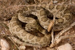 프레리 방울뱀(Crotalus v. viridis), 뉴멕시코주 히달고 카운티 (2014년 9월 5일)