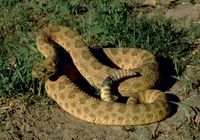 방어 자세를 취한 호피 방울뱀 (Crotalus viridis nuntius)