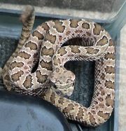사육 중인 어린 호피 방울뱀 (Crotalus viridis nuntius)