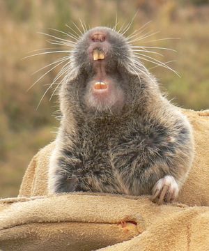 Thomomys mazama 입을 벌리고 있는 모습