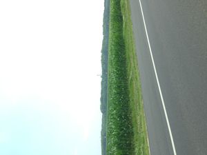 루이스 근처에서 보이는 옥수수 밭