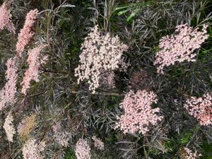 옅은 분홍색 꽃을 가진 잎이 갈라진 보라색 딱총나무 품종