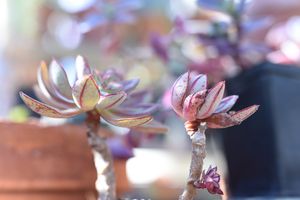 에케베리아 노둘로사 - 페인티드 에케베리아