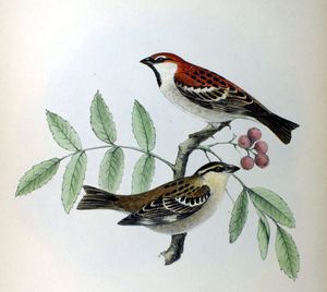 필리프 프란츠 폰 지볼트의 삽화. 붉은머리오목눈이가 Passer russatus로 묘사되어 있다.