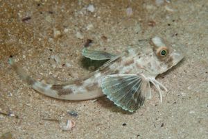 남아프리카 공화국 케이프 반도