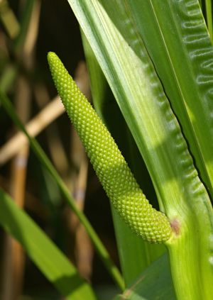 Acorus Calamus (창포)