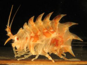 Epimeria pyrodrakon}})