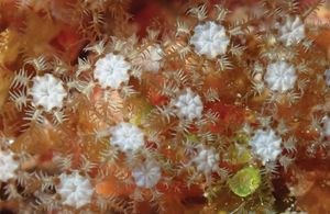 알키오나케아}} 목에 속하는 Hana hanagasa