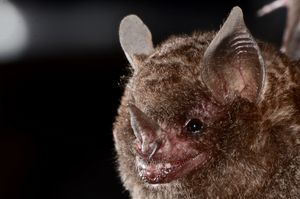 브라질 리우 도세 국립공원에서 포획된 Carollia perspicillata 박쥐의 모습. 사진에서 턱에 작은 사마귀로 형성된 V자 모양과 중앙에 더 큰 사마귀가 있는 속의 특징을 볼 수 있다.