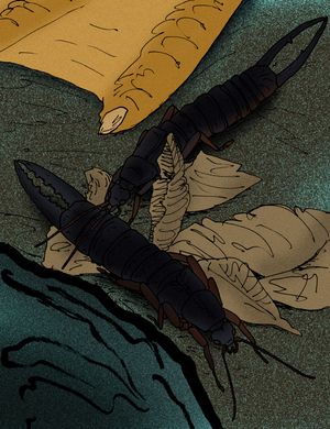 수컷(위)과 암컷 비교