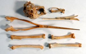 스미소니언의 Upupa antaios 원본 표본