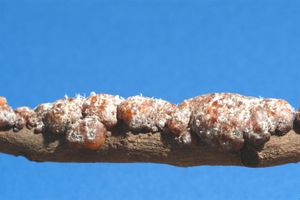 락벌레(lac bug)가 만든 락 튜브