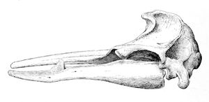 소워비부리고래의 두개골