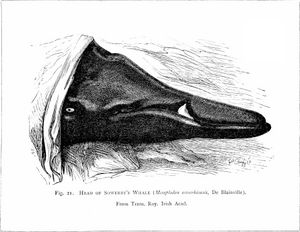 머리 부분 모사(1881년)