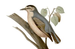 1865년 조제프 위엣이 그린 중국 쇠동고비 삽화. 이 종을 처음 기술한 쥘 베로가 사용했다.