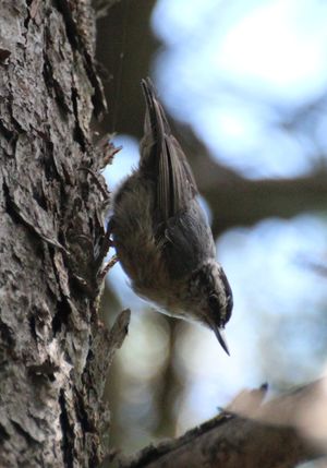 중국에서 머리부터 나무 줄기를 타고 내려오는 쇠동고비