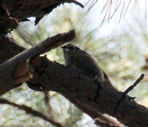 부리로 곤충을 잡고 있는 쇠동고비