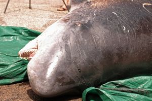 머리 부분 클로즈업