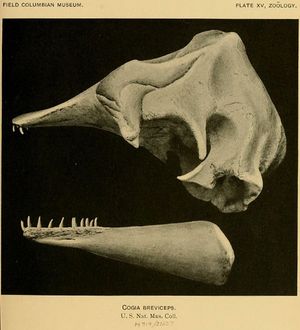 옆에서 본 쇠향고래 두개골