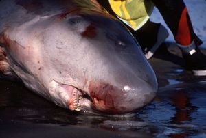 머리 부분의 모습