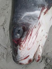 남아프리카 공화국에서.